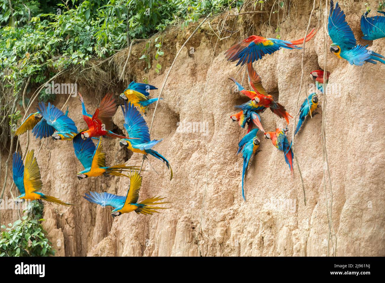 Macaws flying away from clay lick in Manu National Park/ Tambopata in Peru`s Madre De Dios Stock Photo